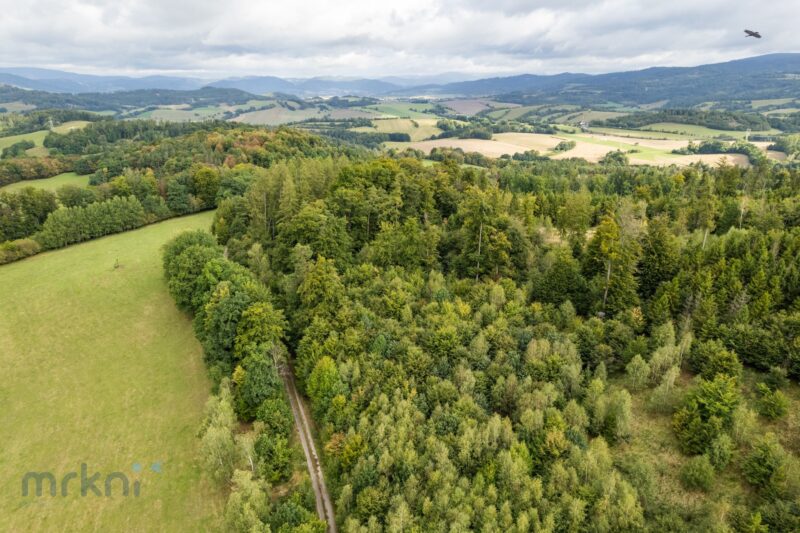 Les s vlastní cestou